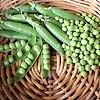 Pea Green Feast 